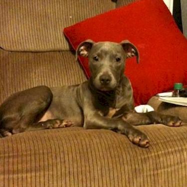 A Touch Of Heaven Pits Blue Rascal Pit Bull.jpg